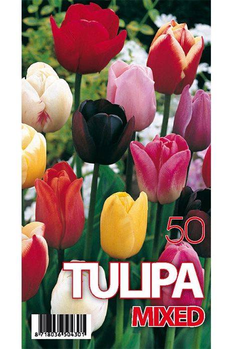 Tulip Mix 50-pakning